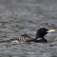 White-billed Diver